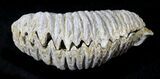 Cretaceous Fossil Oyster (Rastellum) - Madagascar #23610-1